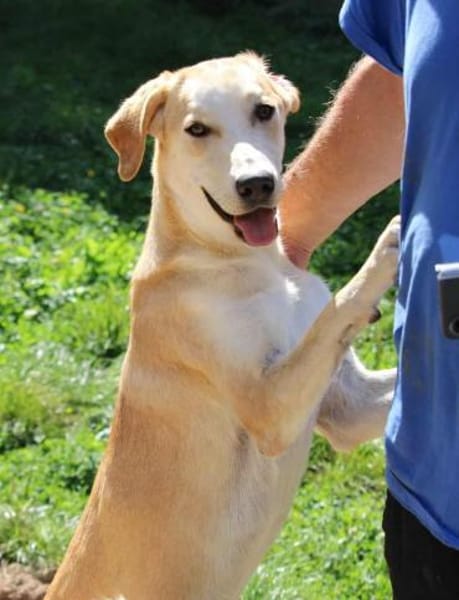 Sharon auf Pflegestelle in Hessen