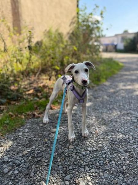 Pollux sucht ein liebevolles Zuhause