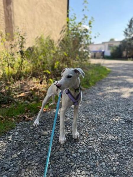 Pollux sucht ein liebevolles Zuhause