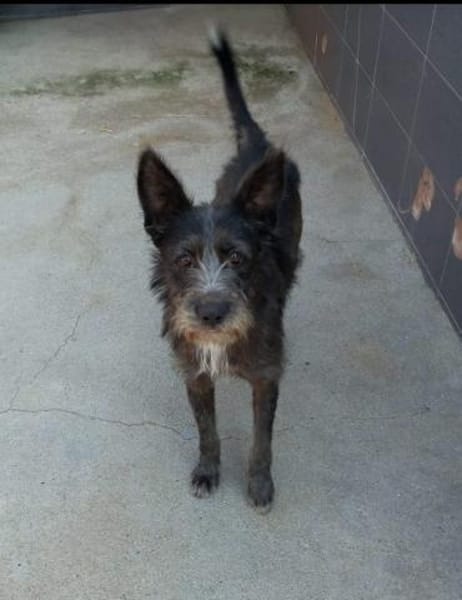 Bruno, ein Traum in schwarz