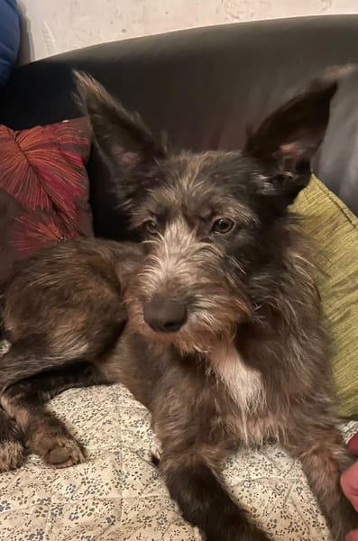 Bruno, ein Traum in schwarz