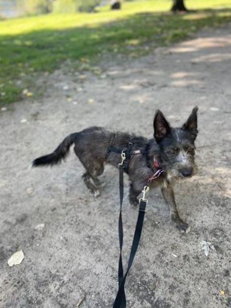Bruno, ein Traum in schwarz