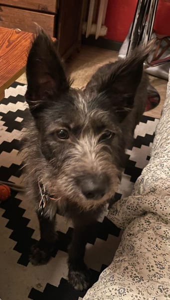 Bruno, ein Traum in schwarz