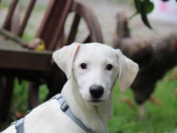 Biba sucht ein neues Zuhause