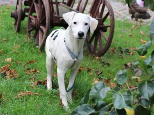 Biba sucht ein neues Zuhause