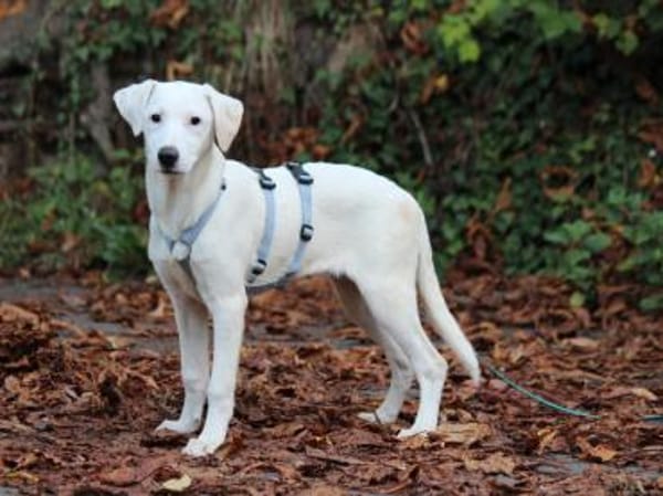 Biba sucht ein neues Zuhause