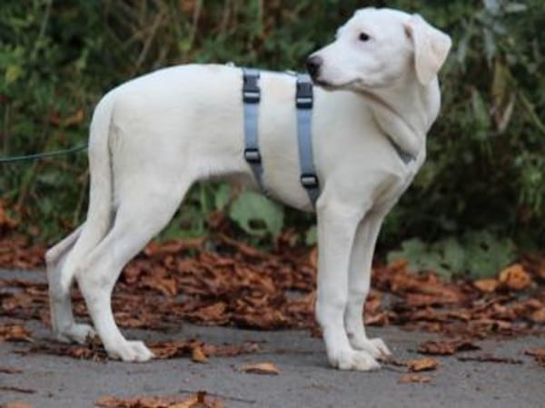 Biba sucht ein neues Zuhause