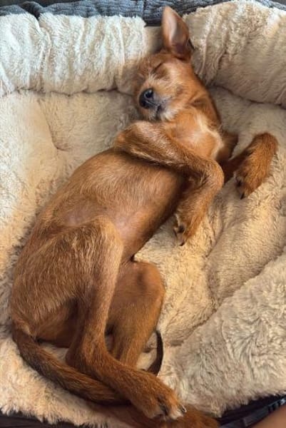 Maru kleiner Zwerg sucht ein Zuhause