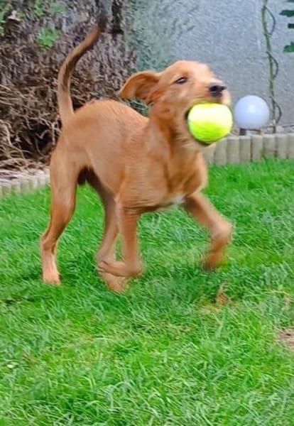 Maru kleiner Zwerg sucht ein Zuhause