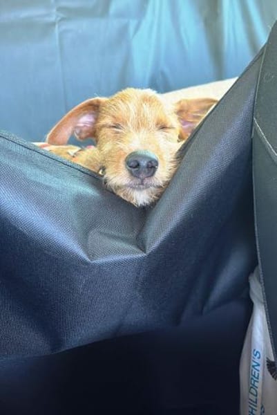 Maru kleiner Zwerg sucht ein Zuhause