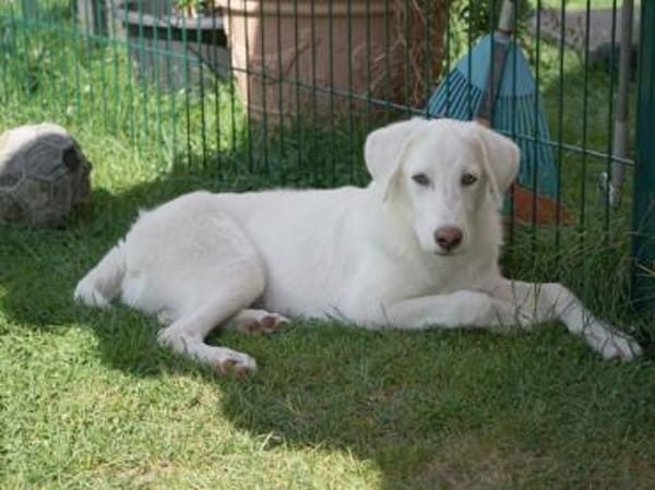 Pio sucht ein liebevolles Zuhause