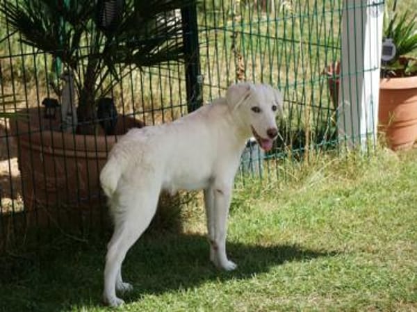 Pio sucht ein liebevolles Zuhause