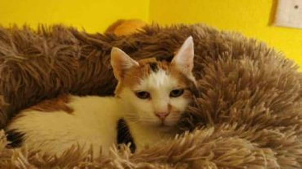 GOLDIE - geb. ca. 01/2021 - wk