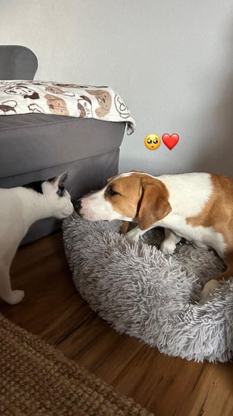 Zuhause gesucht für Aiwa