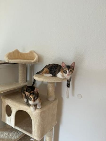 Malina und Ljuba aus dem Tierschutz