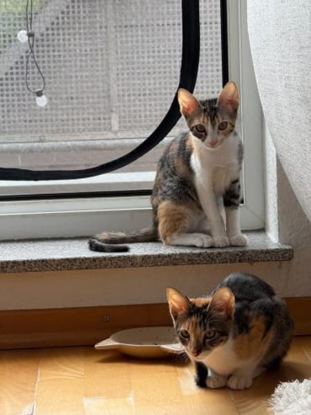Malina und Ljuba aus dem Tierschutz