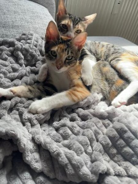 Malina und Ljuba aus dem Tierschutz