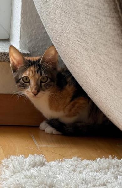 Malina und Ljuba aus dem Tierschutz