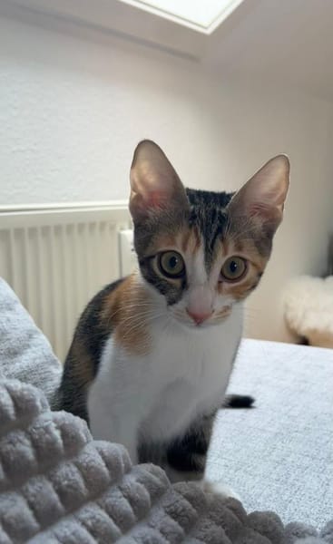 Malina und Ljuba aus dem Tierschutz