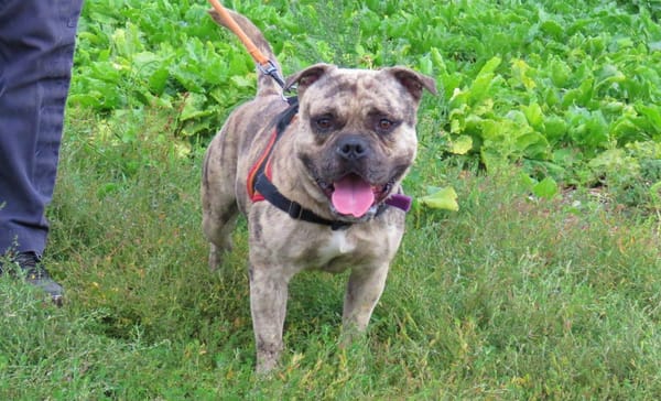 ZEUS