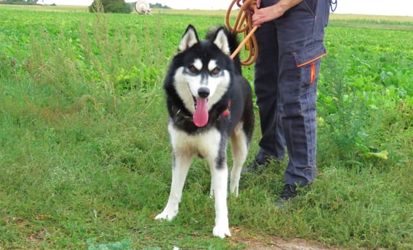 OLAF