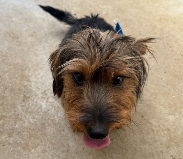 Chipolata