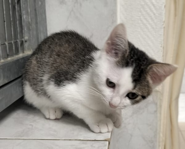 CAT MINATOR