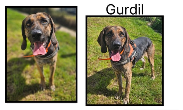 GURDIL