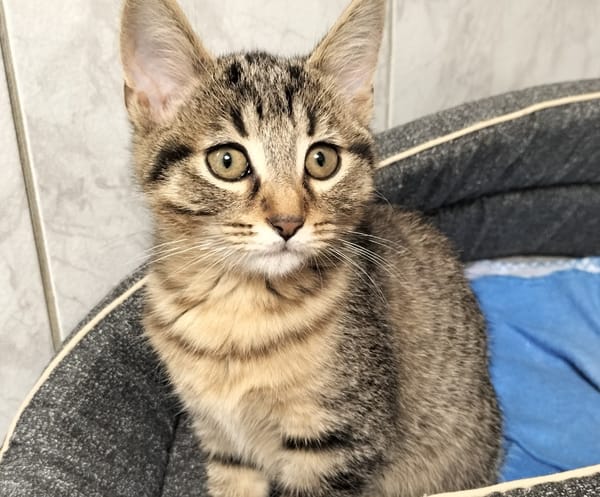 CAT PUCCINO