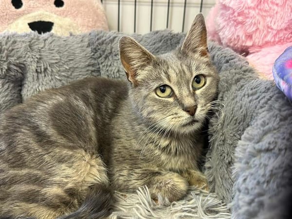 MISSY en SOS URGENT