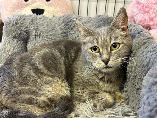 MISSY en SOS URGENT