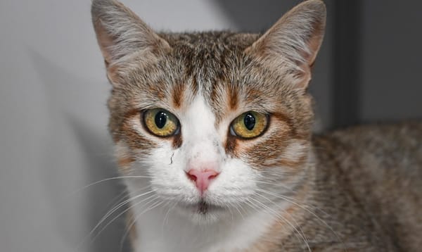 Minouche "En cours d'adoption"