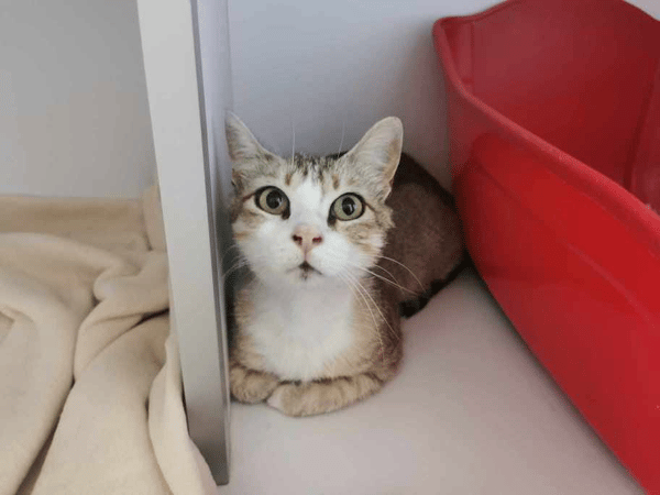 Minouche "En cours d'adoption"