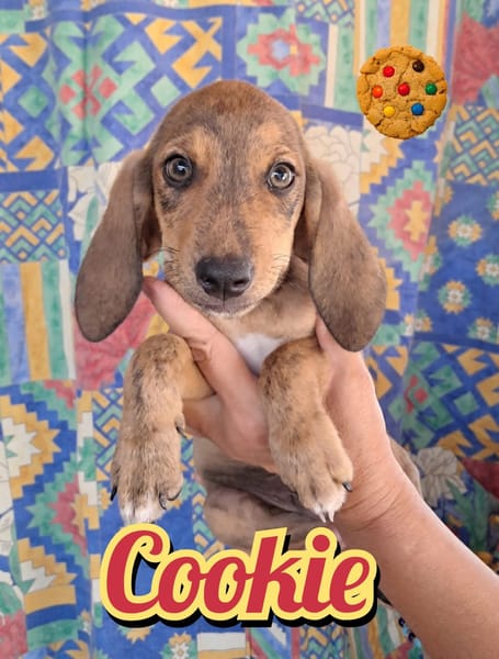 COOKIE della serie I DOLCETTI