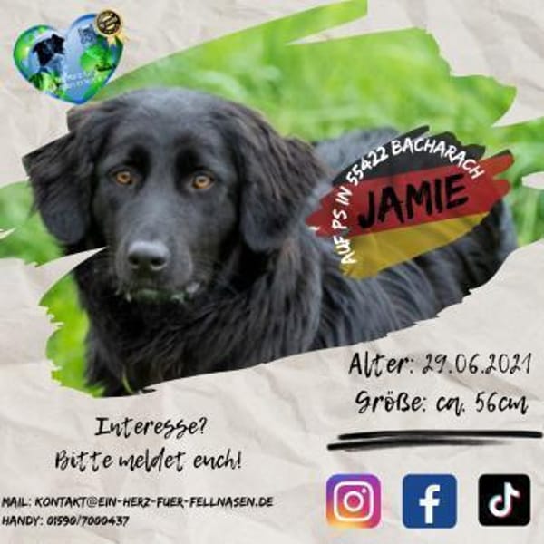JAMIE-Schmusebär &  aktiver Naturbursche