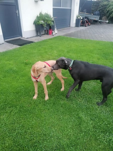 Bella, fröhlich,sehr sozial, kinderlieb