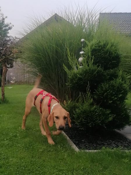 Bella, fröhlich,sehr sozial, kinderlieb