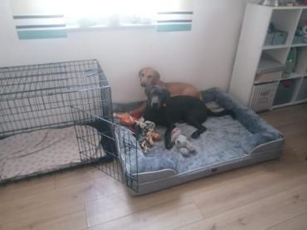 Bella, fröhlich,sehr sozial, kinderlieb
