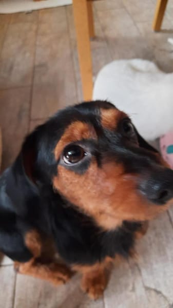 Byron 5 Monate lieber Dackelmix