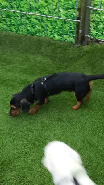 Byron 5 Monate lieber Dackelmix