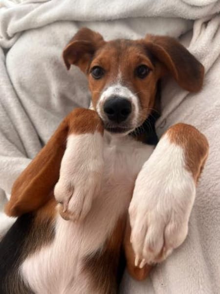 Lotti sucht ihre Familie