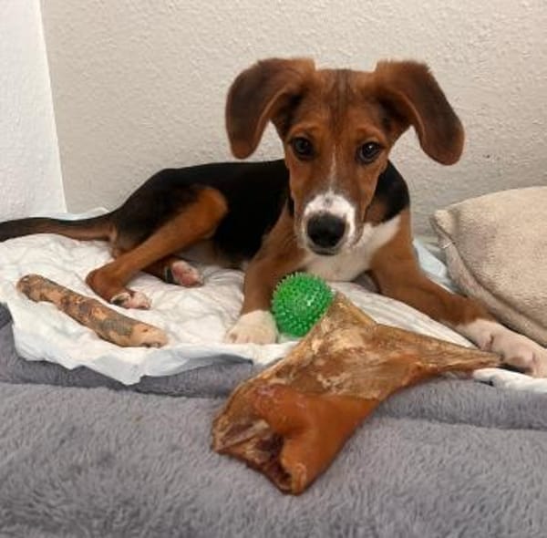 Lotti sucht ihre Familie