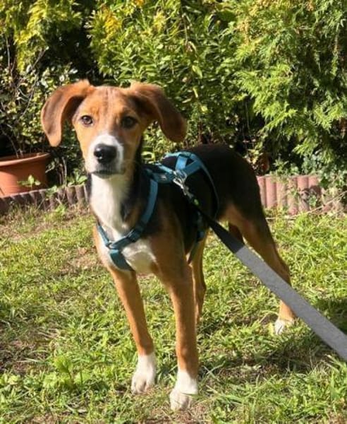 Lotti sucht ihre Familie