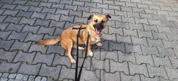 Liebe Lahja sucht Körbchen fürs Leben!