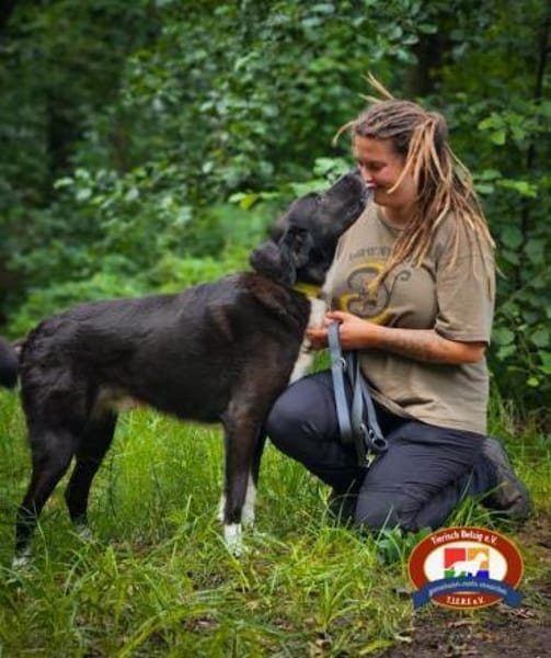 Goldstück Tobi - sucht ein Zuhause