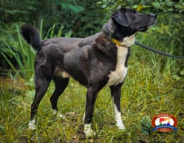 Goldstück Tobi - sucht ein Zuhause