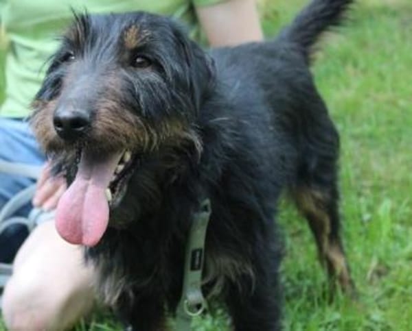 Speedy, su. aktive Besitzer