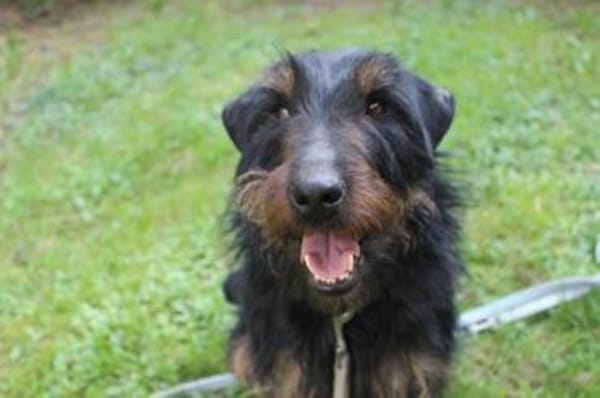 Speedy, su. aktive Besitzer