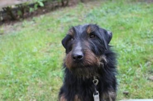Speedy, su. aktive Besitzer