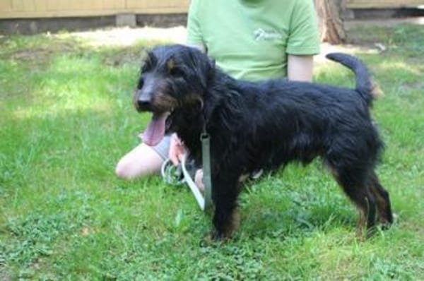 Speedy, su. aktive Besitzer